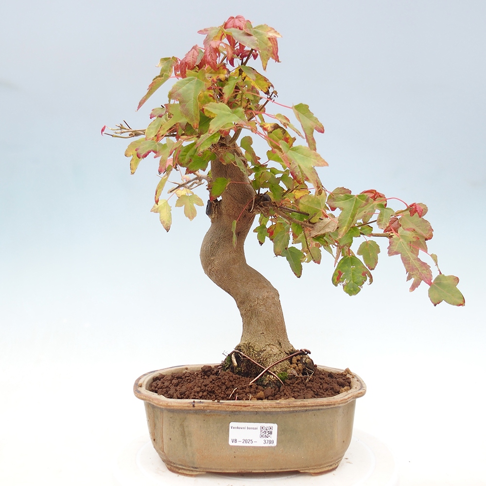 Outdoor bonsai - Maple Buergerianum - Burger Maple