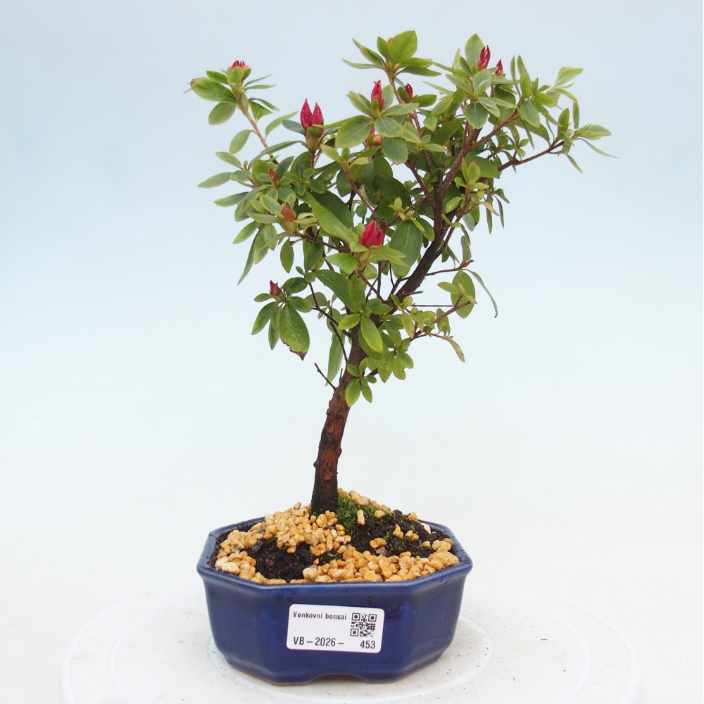 Outdoor bonsai - Japanese azalea - Azalea sp.