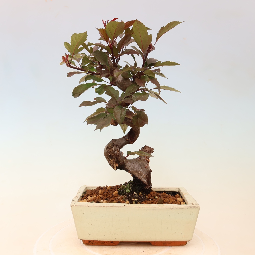 Outdoor bonsai -Malus domestica - Small-fruited red-leaved apple tree