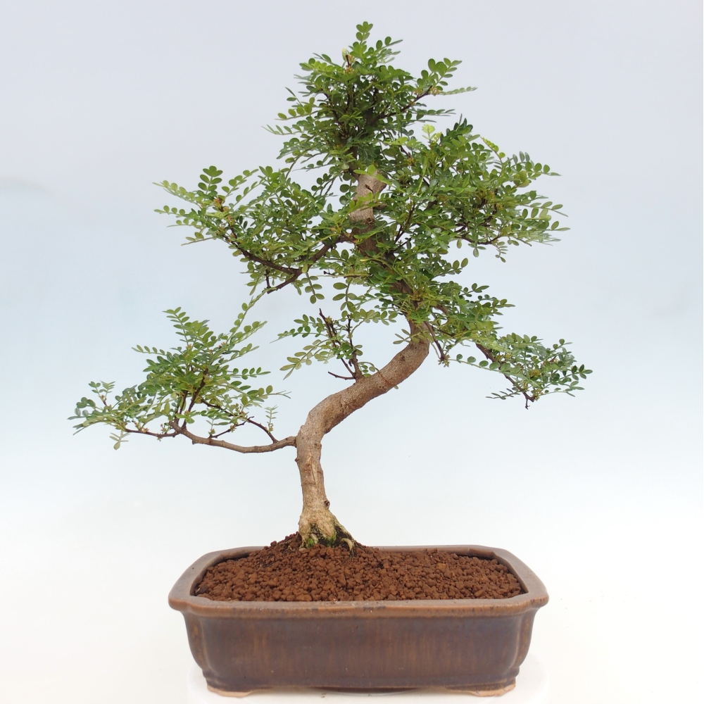Indoor bonsai - Zantoxylum piperitum - pepper tree