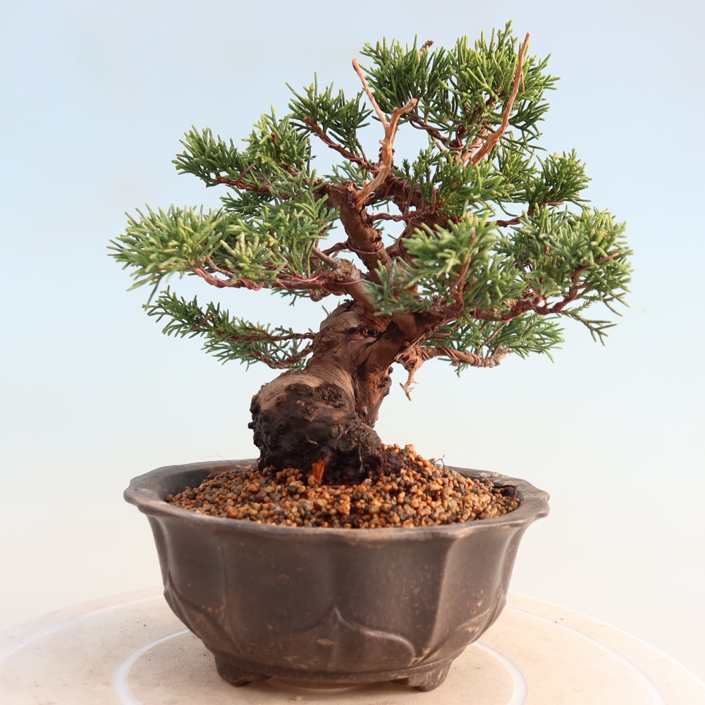 Outdoor bonsai - Juniperus chinensis Itoigawa - Chinese juniper