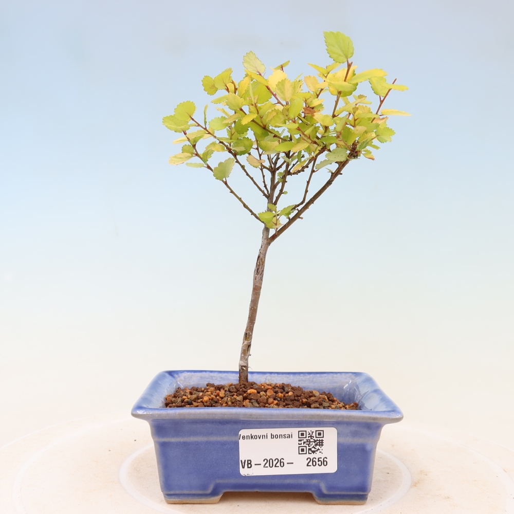 Outdoor Bonsai - Dwarf Birch - Betula NANA Golden Treasure