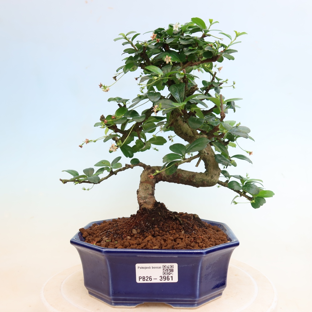 Room bonsai - Carmona macrophylla - Tea fuki