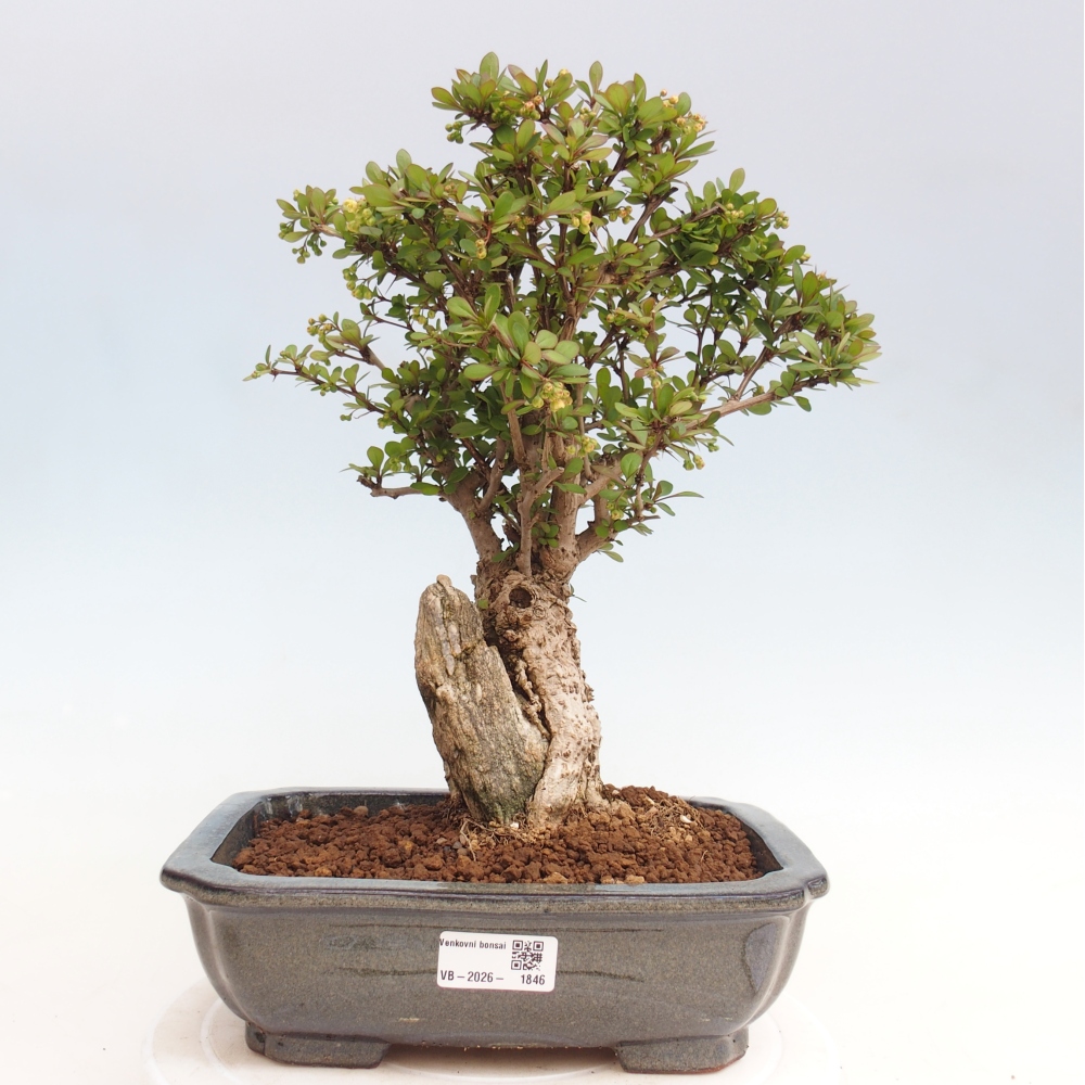 Outdoor bonsai - Berberis coreana