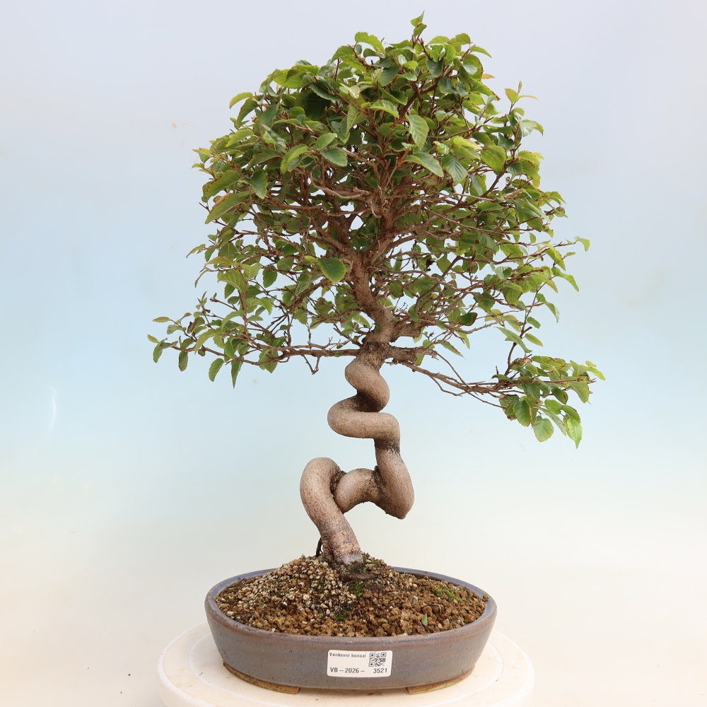 Outdoor bonsai -Carpinus CARPINOIDES - Korean Hornbeam