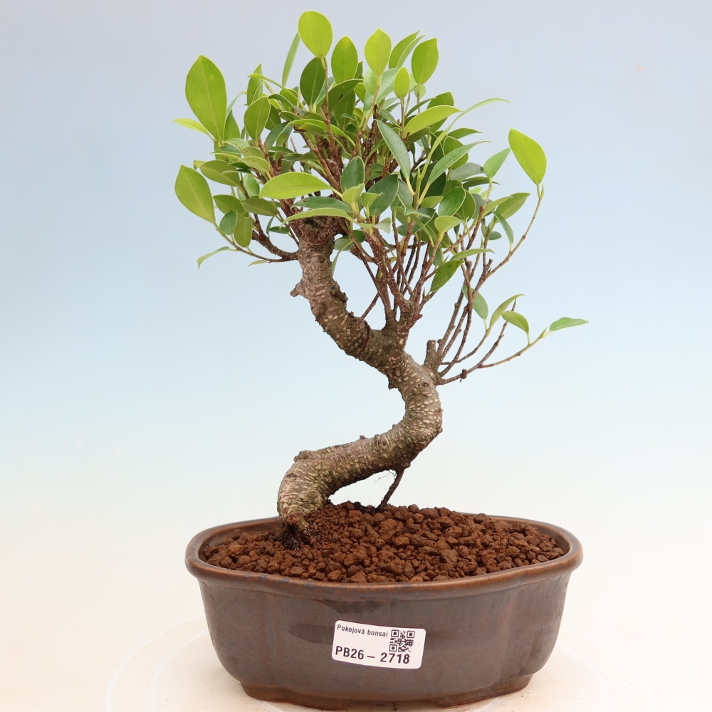 Room bonsai - Ficus kimmen - small-leaved ficus