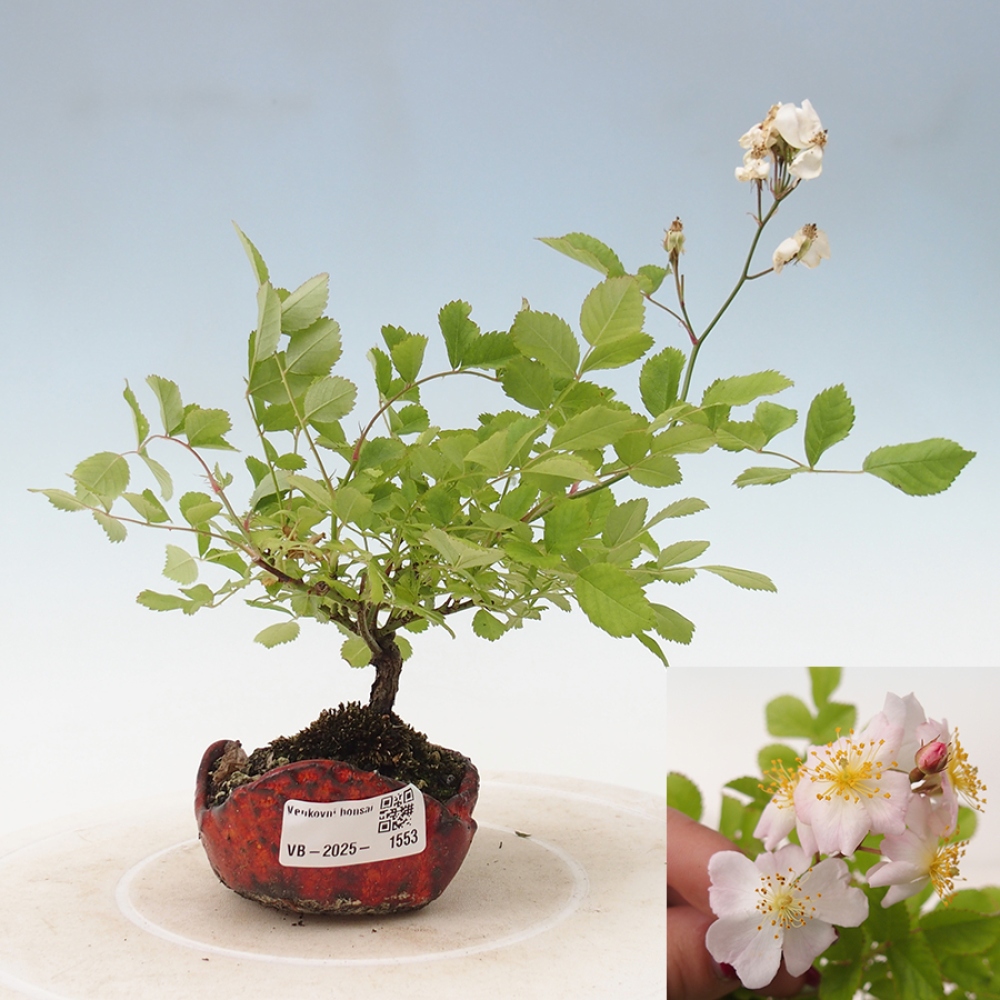 Outdoor bonsai - Rosa sp. - small-flowered rose