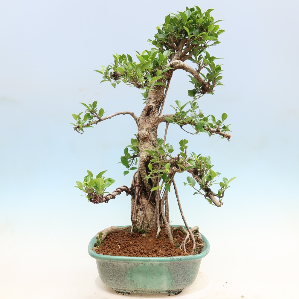 Room bonsai - Ficus kimmen - small-leaved ficus