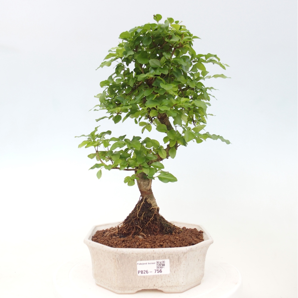 Indoor bonsai -Ligustrum chinensis - Bird's beak
