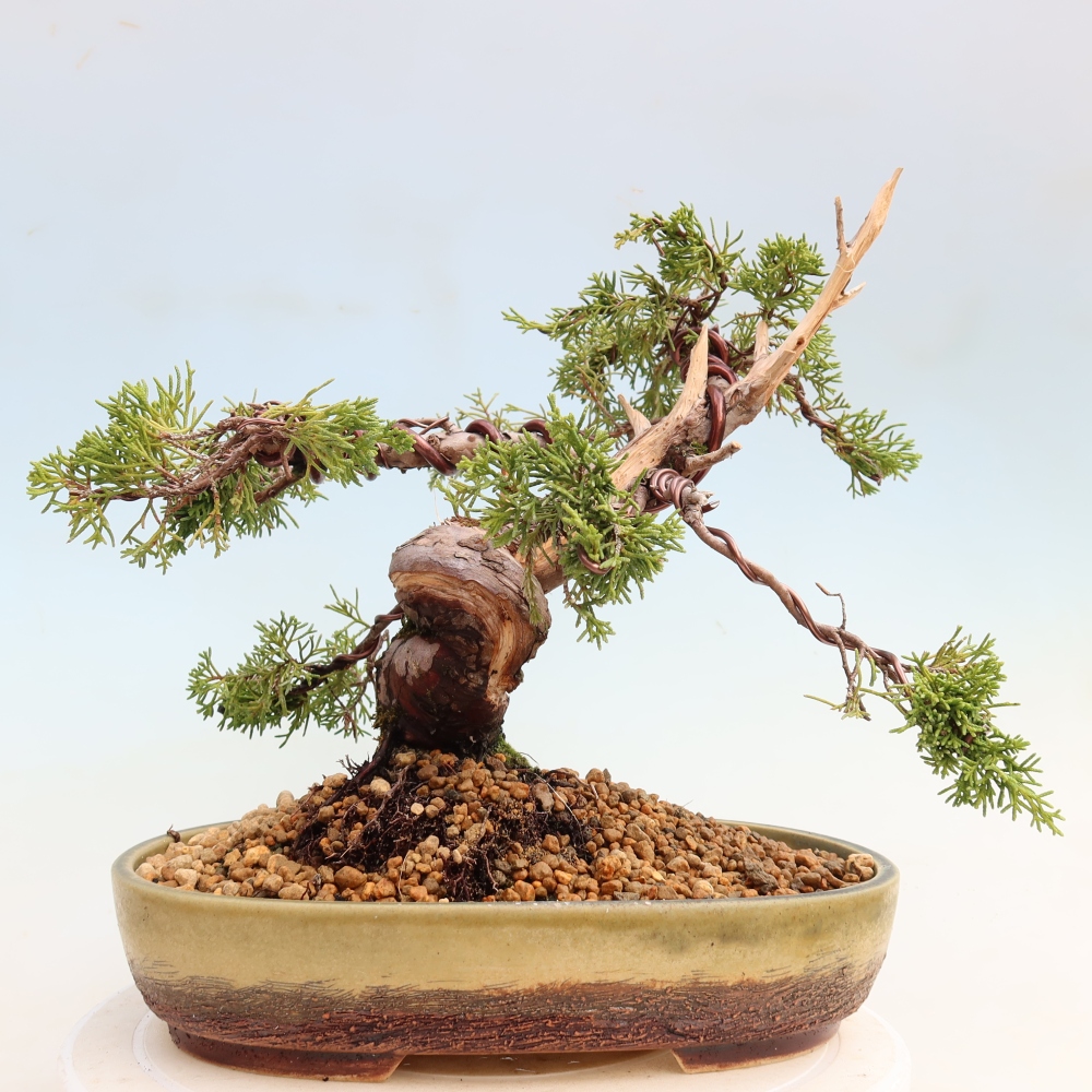 Outdoor Bonsai - Juniperus chinensis Itoigawa - Chinese Juniper