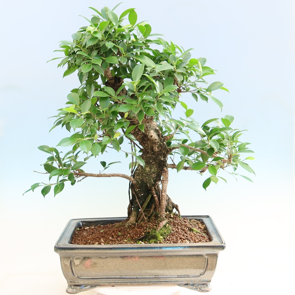 Room bonsai - Ficus kimmen - small-leaved ficus