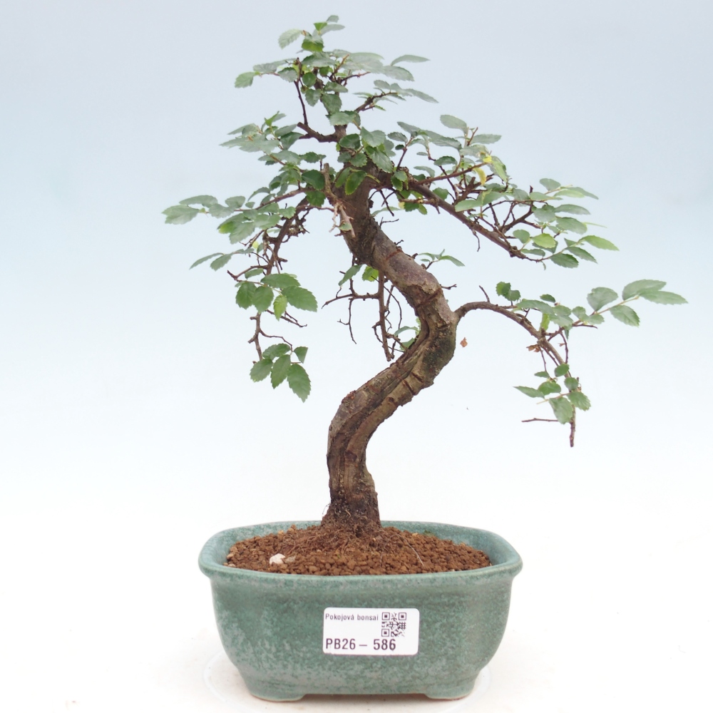 Room bonsai - Ulmus parvifolia - Small-leaved elm