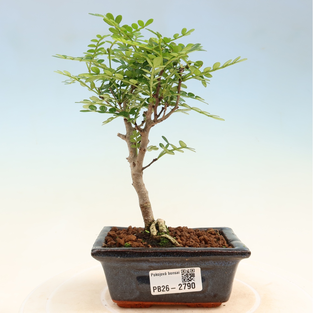 Room bonsai - Zantoxylum piperitum - pepper tree