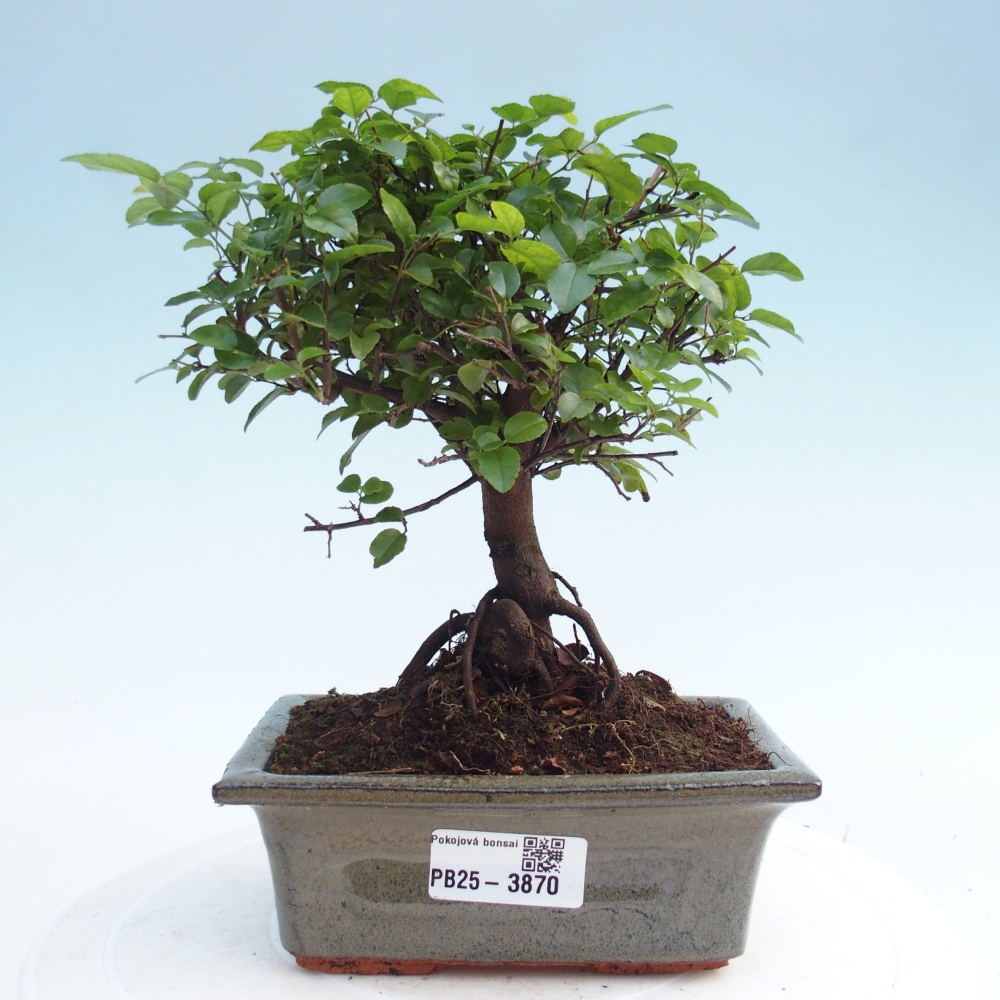 Room bonsai - Sageretia thea - Sageretia thea