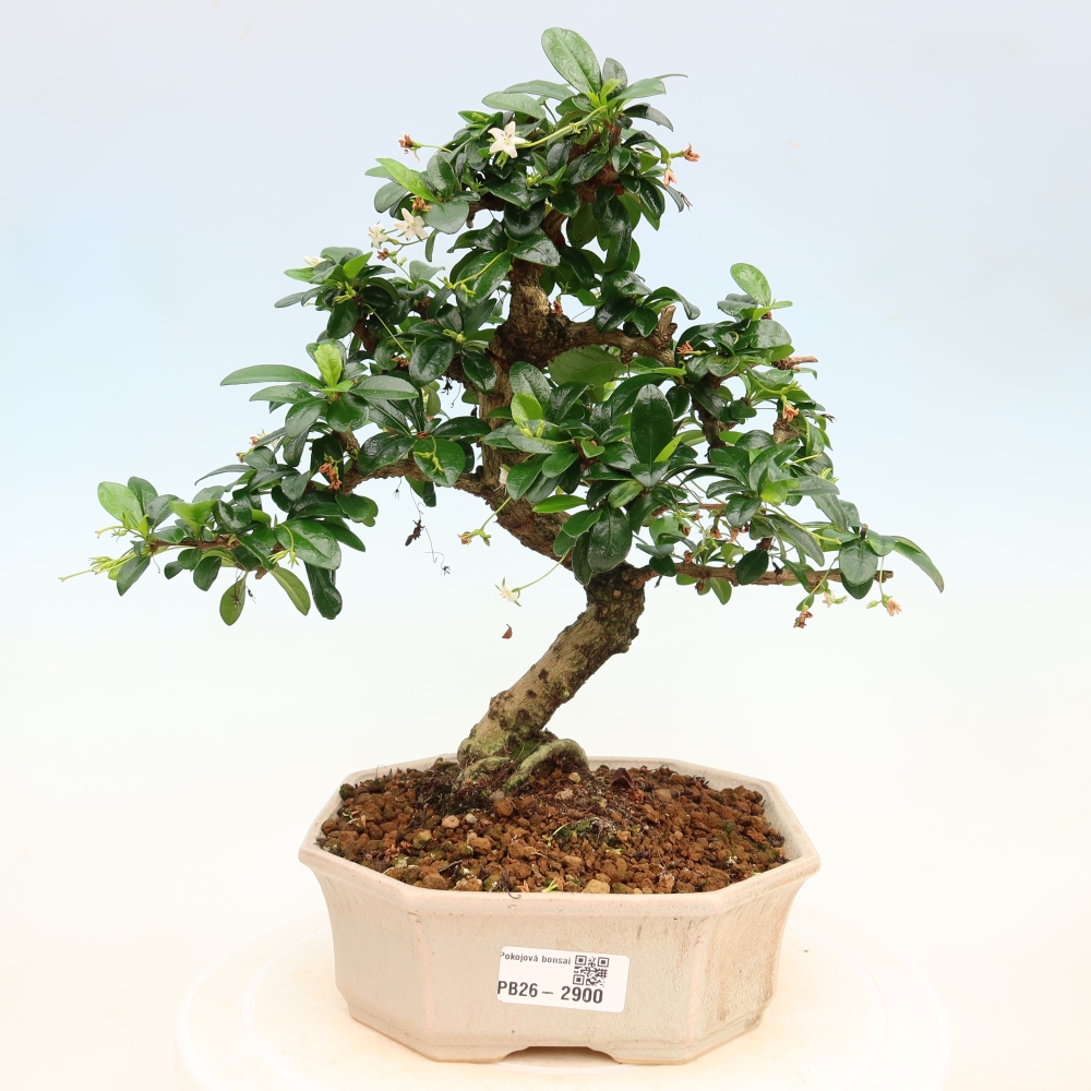 Room bonsai - Carmona macrophylla - Tea fuki