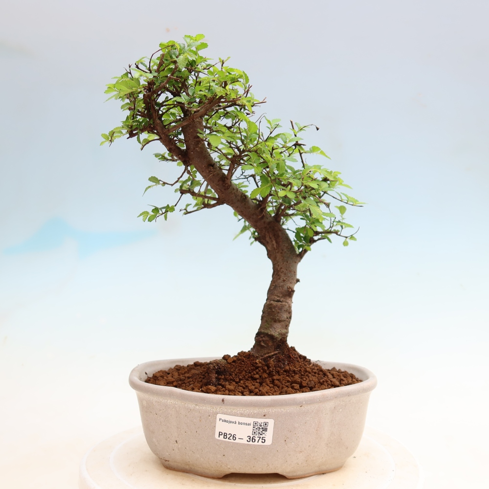 Room bonsai - Ulmus parvifolia - Small-leaved elm