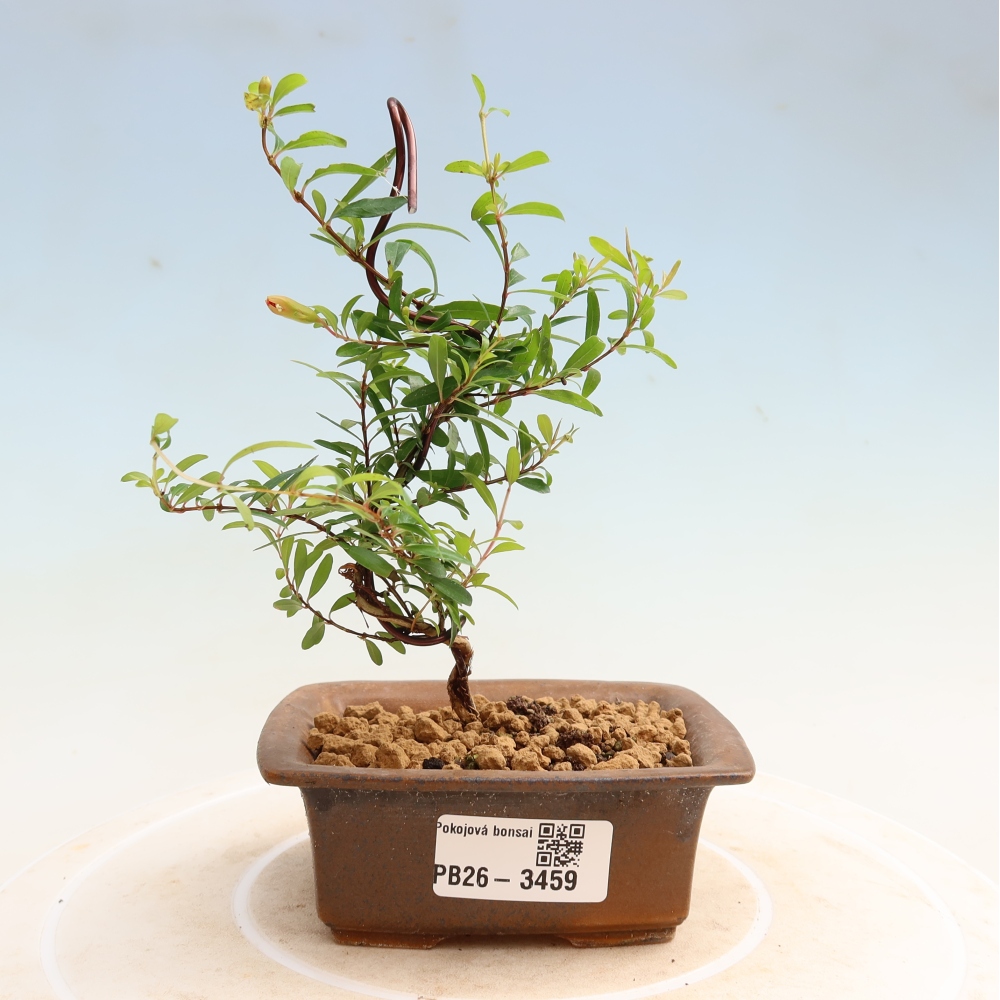 Room bonsai-PUNICA granatum nana-Granate apple