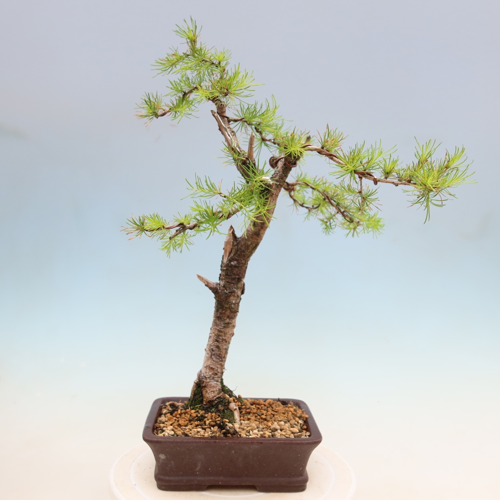 Outdoor bonsai -Larix decidua - Larch
