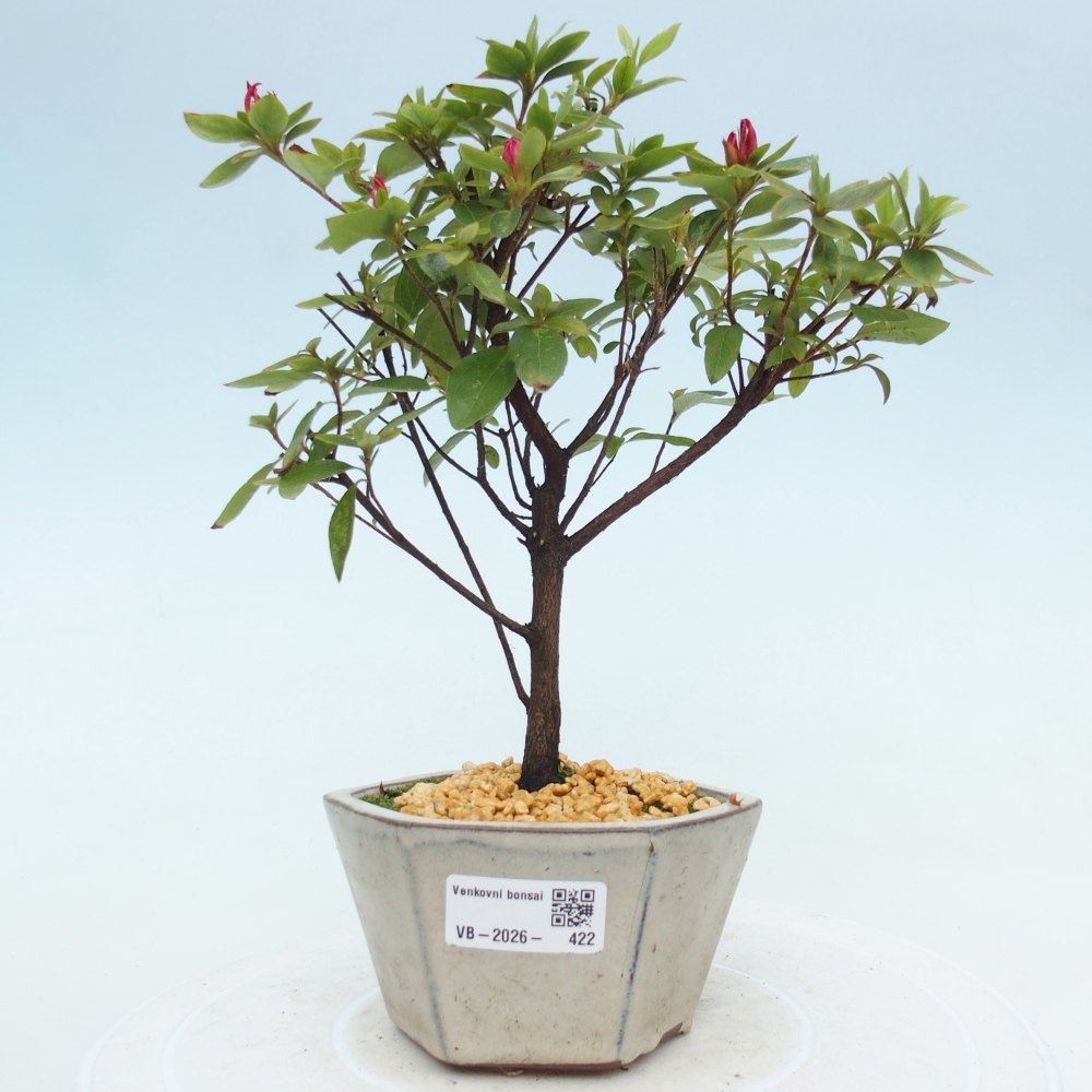 Outdoor bonsai - Japanese azalea - Azalea sp.