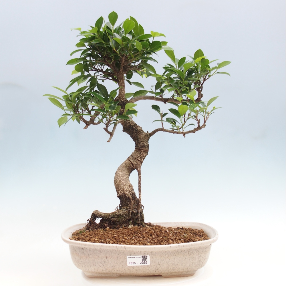 Indoor bonsai - Ficus kimmen - small-leaved ficus