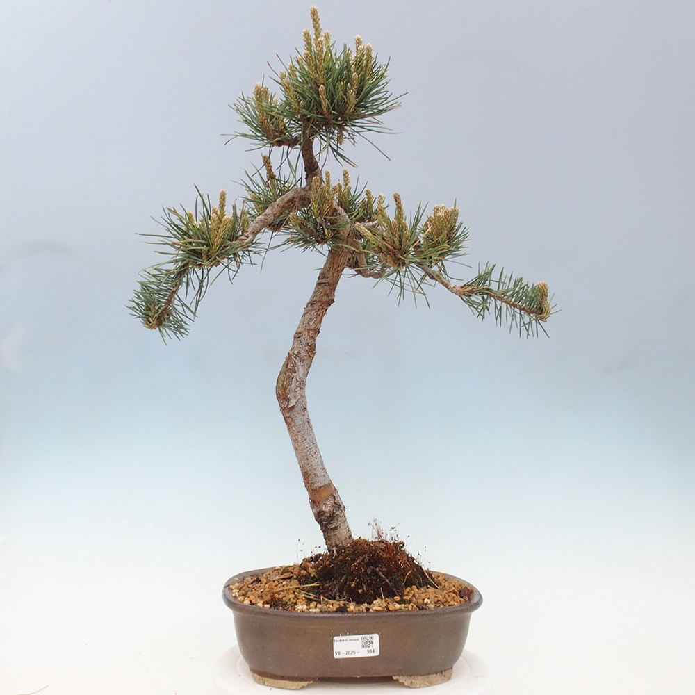 Outdoor bonsai - Pinus Sylvestris - Scots pine