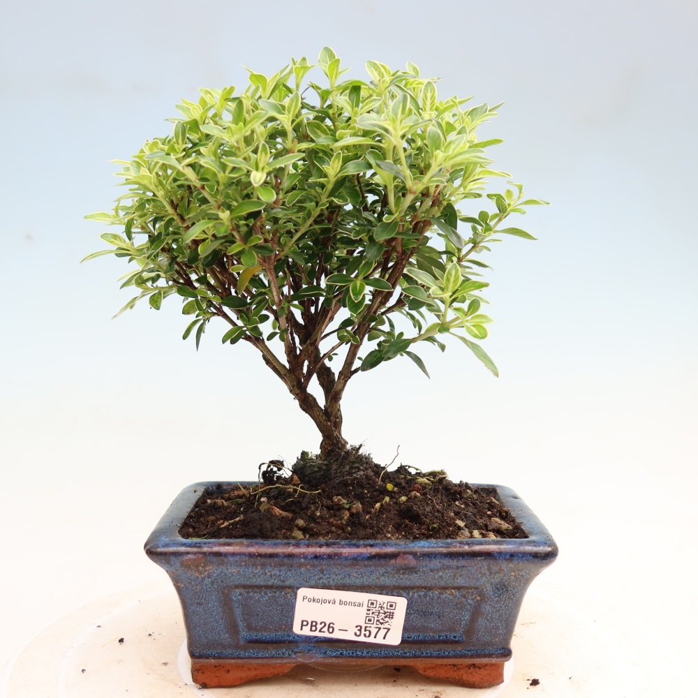 Indoor Bonsai - Serissa foetida Variegata - Tree of a Thousand Stars