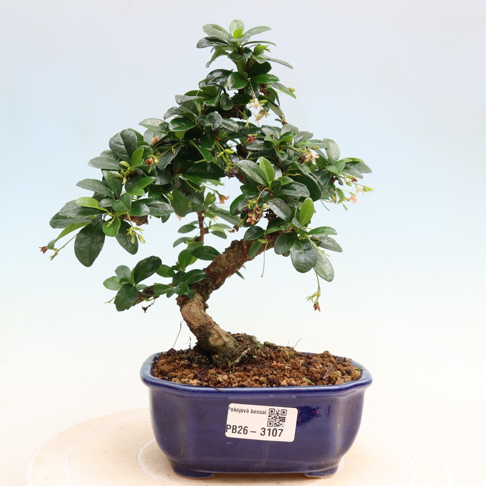 Room bonsai - Carmona macrophylla - Tea fuki