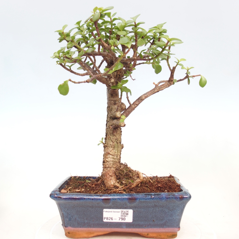Room bonsai - Portulakaria Afra - Tlustice