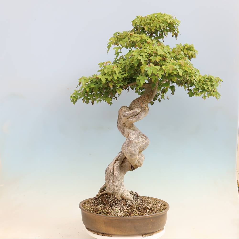 Outdoor bonsai - Acer Buergerianum - Burger Maple