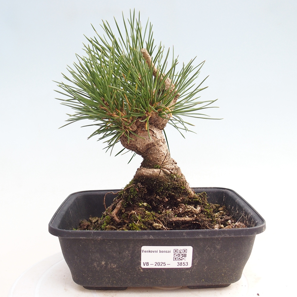 Outdoor bonsai - Pinus thunbergii - Thunberg pine