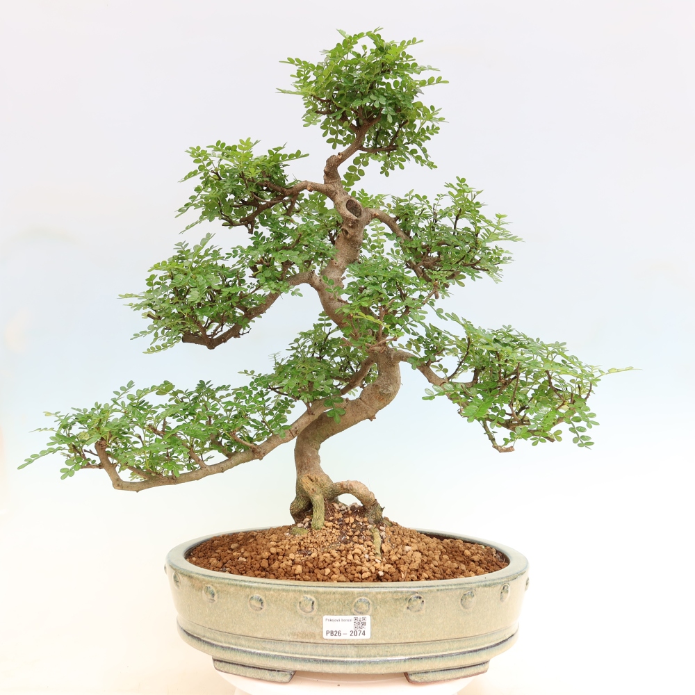 Room bonsai - Zantoxylum piperitum - pepper tree