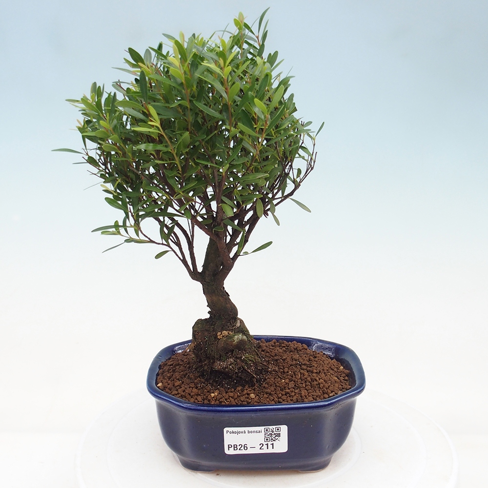 Room bonsai - Syzygium - Pimento