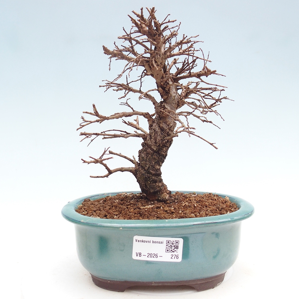 Outdoor bonsai - Zelkova - Zelkova NIRE