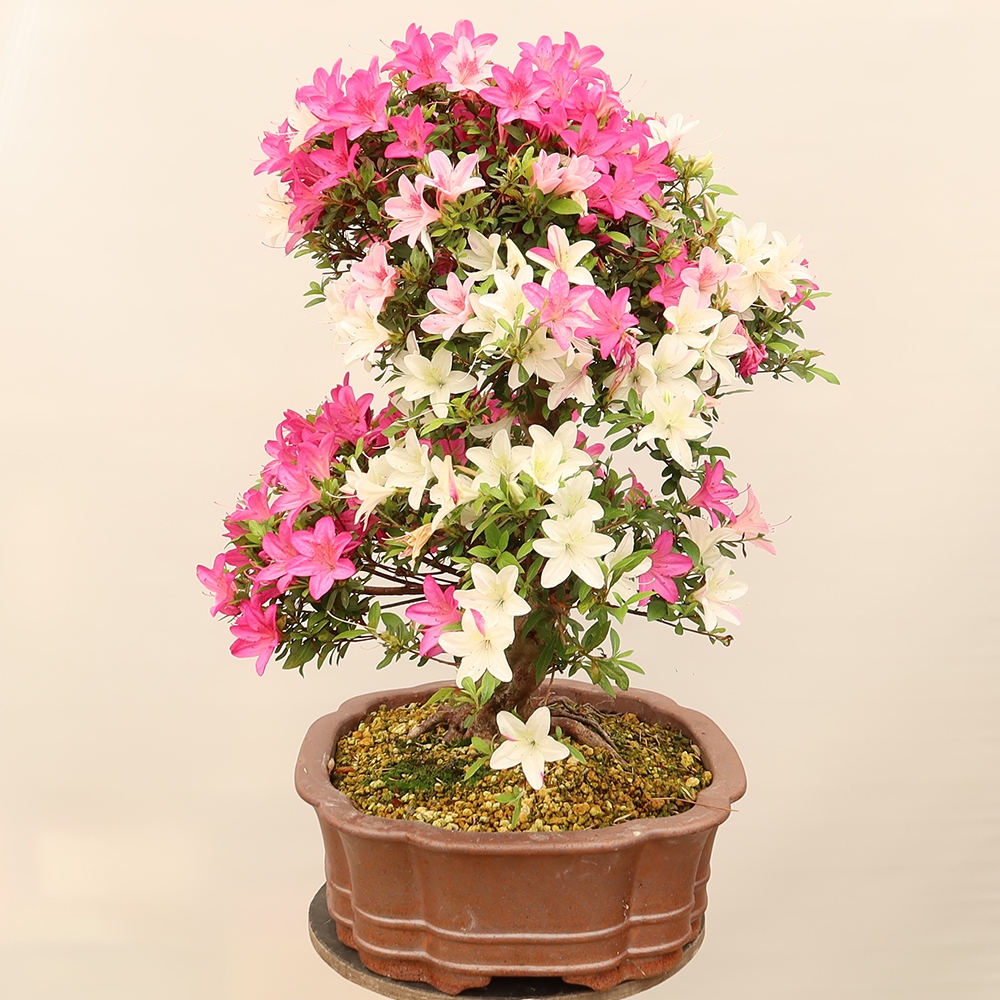 Outdoor bonsai - Japanese Azalea - Azalea Miyabihime