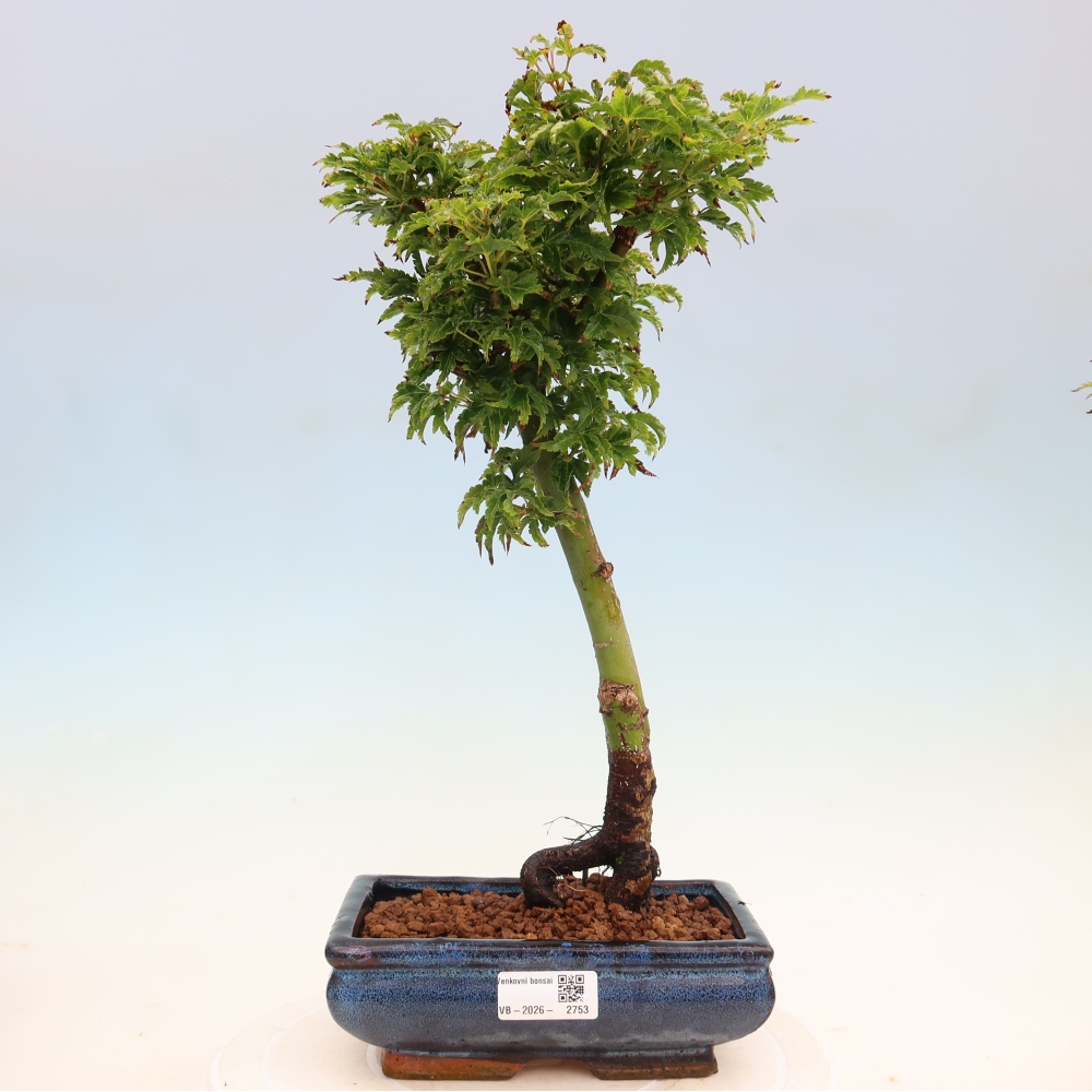 Outdoor bonsai -Javor palm Acer palmatum Shishigashira