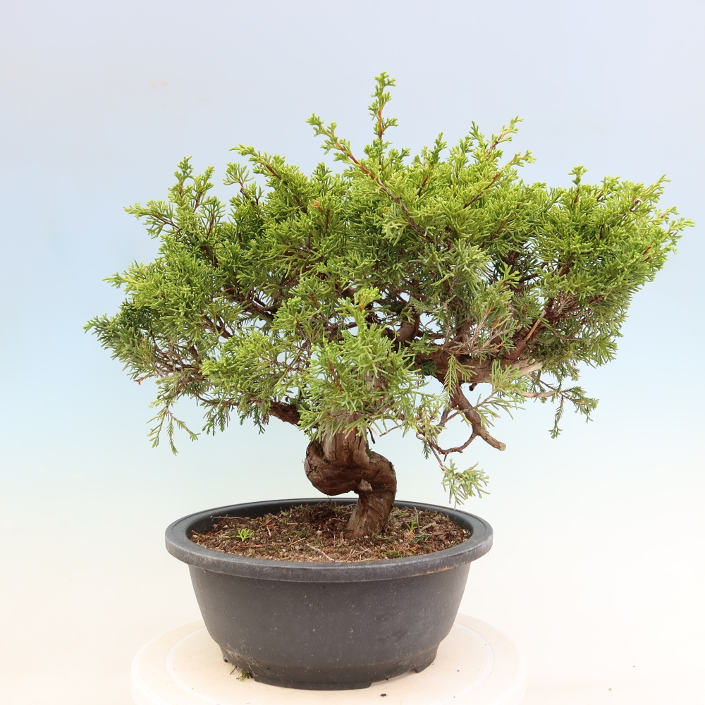Outdoor Bonsai - Juniperus chinensis Itoigawa - Chinese Juniper