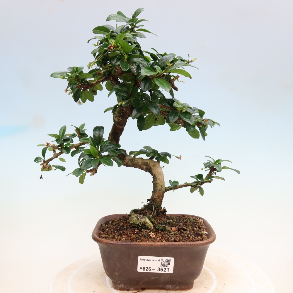Room bonsai - Carmona macrophylla - Tea fuki