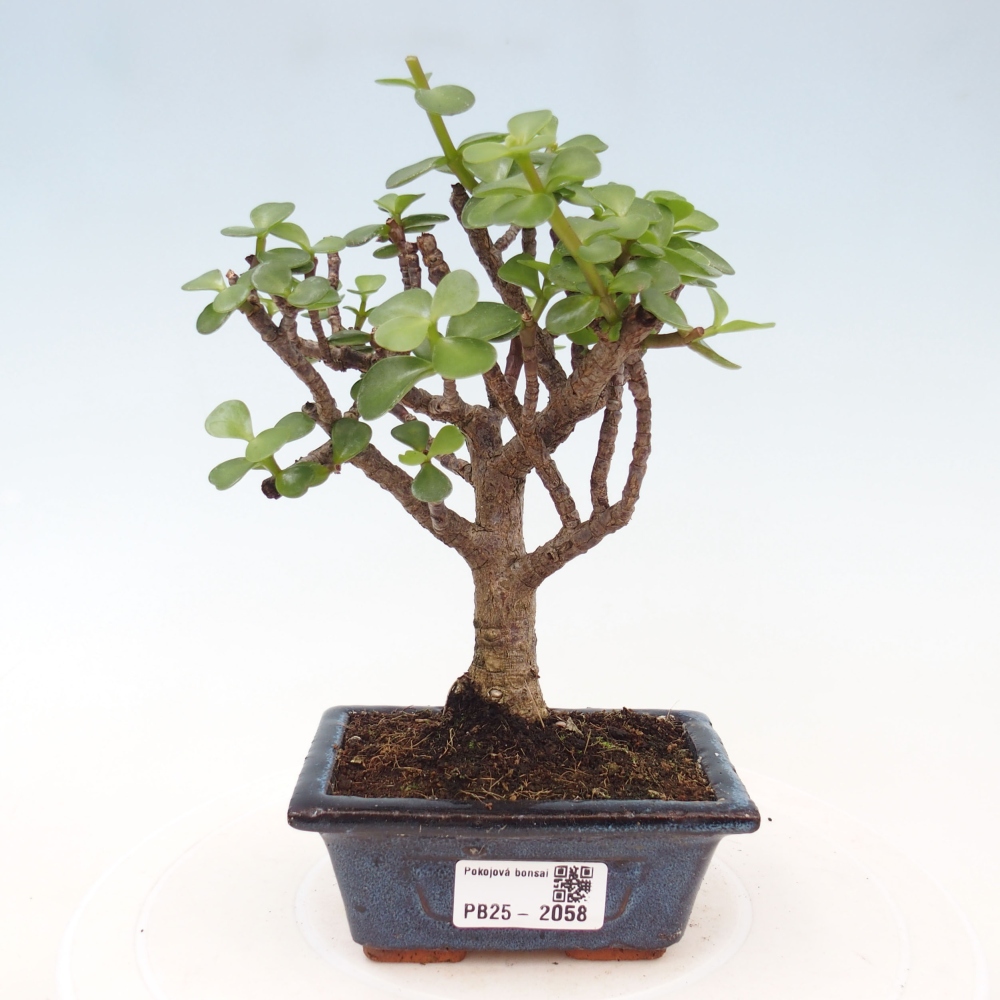 Indoor bonsai - Portulakaria Afra - Tlustice