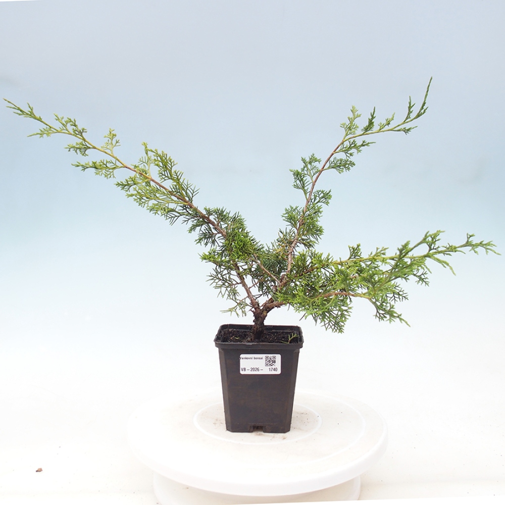 Outdoor bonsai - Juniperus chinensis Itoigawa