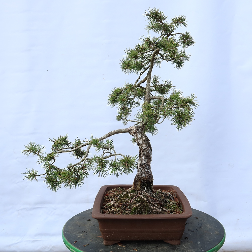 Pinus sylvestris Spain - Scots pine