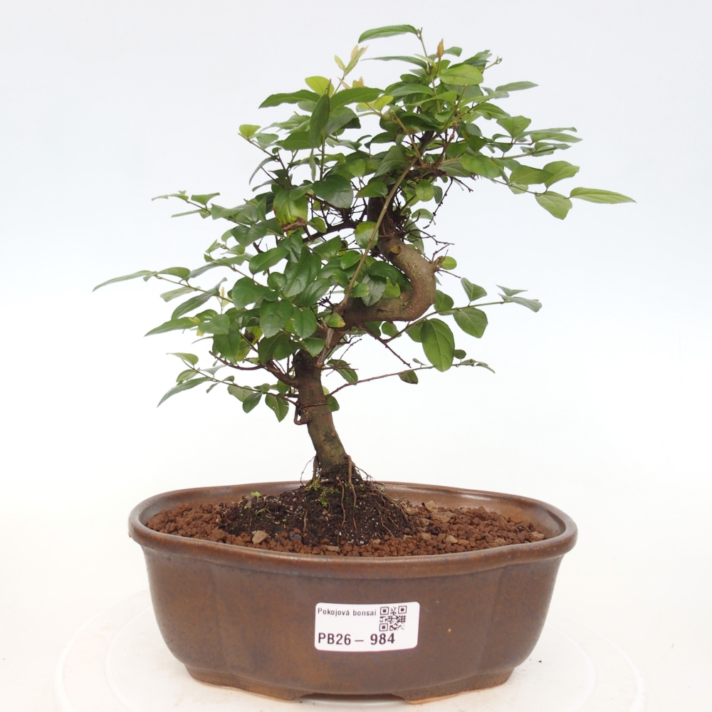 Room bonsai - Sageretia thea - Sageretia thea