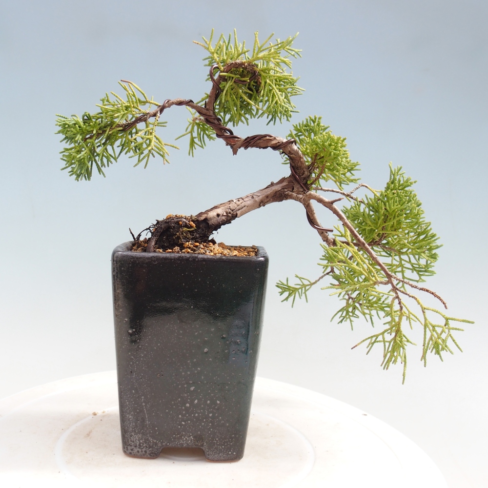 Outdoor bonsai - Juniperus chinensis Kishu