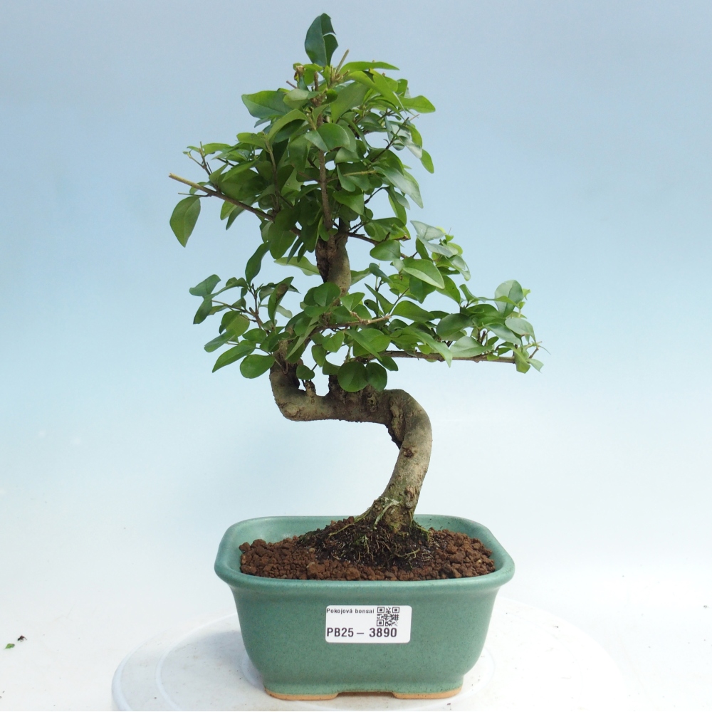 Room bonsai -Ligustrum chinensis - Birds Beak