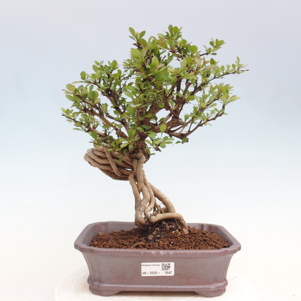 Outdoor bonsai - Berberis coreana