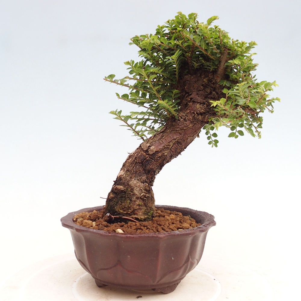 Outdoor bonsai - Ulmus parvifolia Hokkaido - Chinese elm