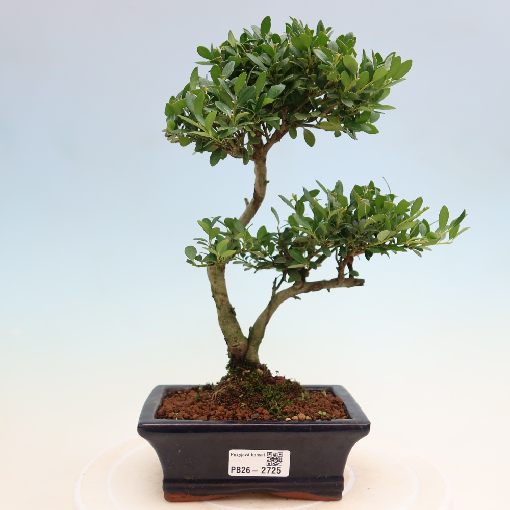 Room bonsai - Ilex crenata - Holly