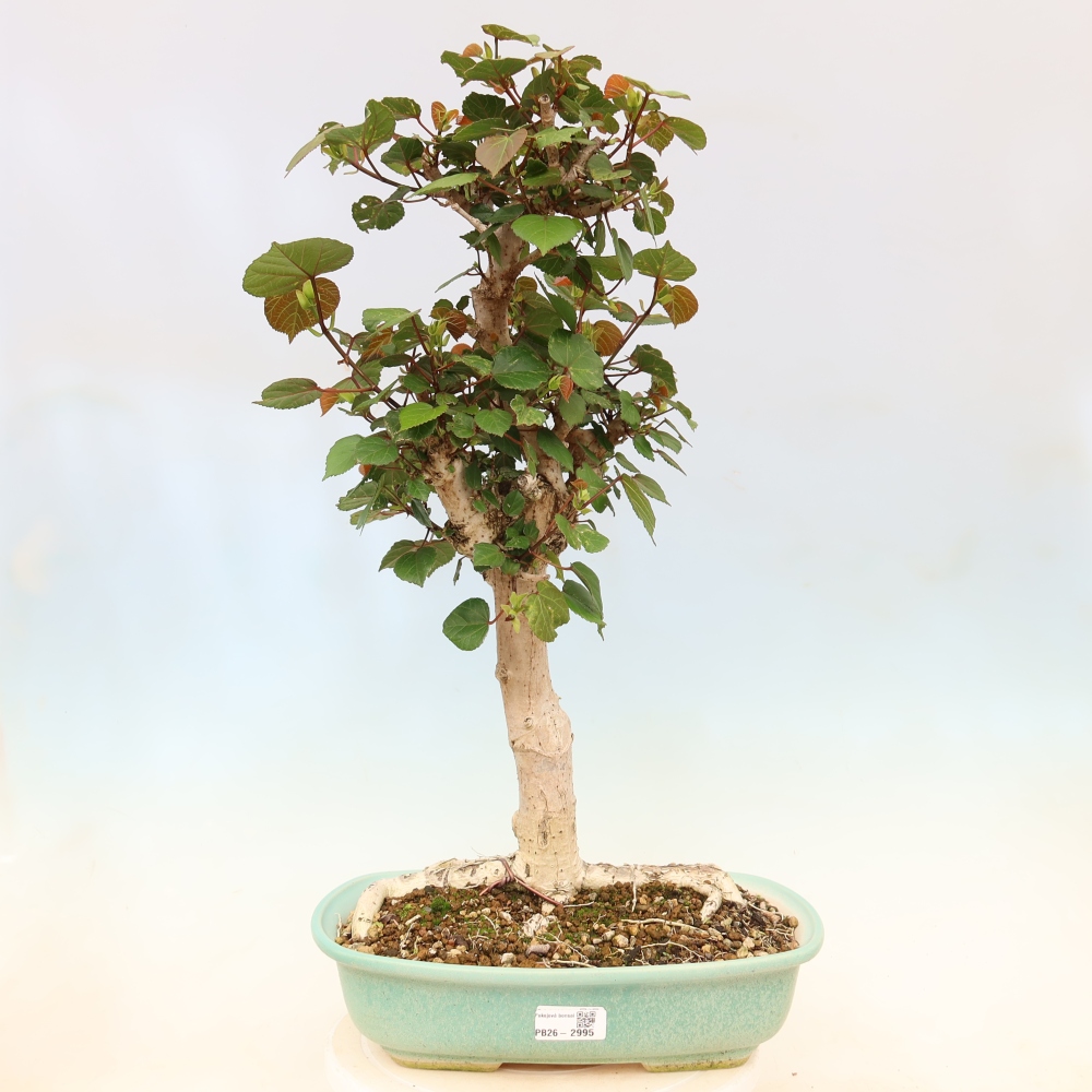 Indoor bonsai - Hibiscus tiliaceus - Sea Hibiscus