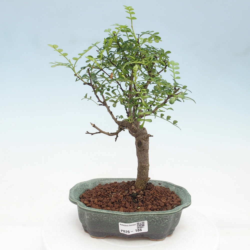 Room bonsai - Zantoxylum piperitum - pepper tree
