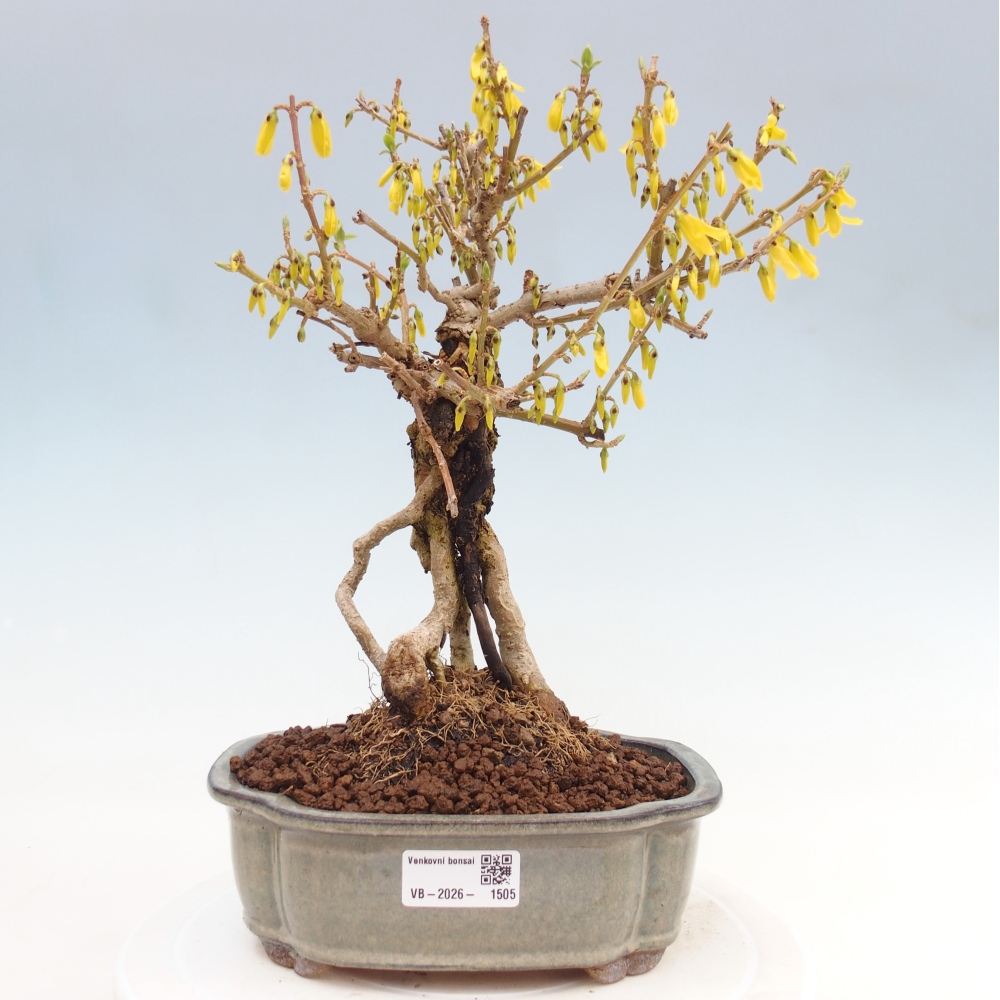 Outdoor bonsai - Zlatice - Forsythia koreana