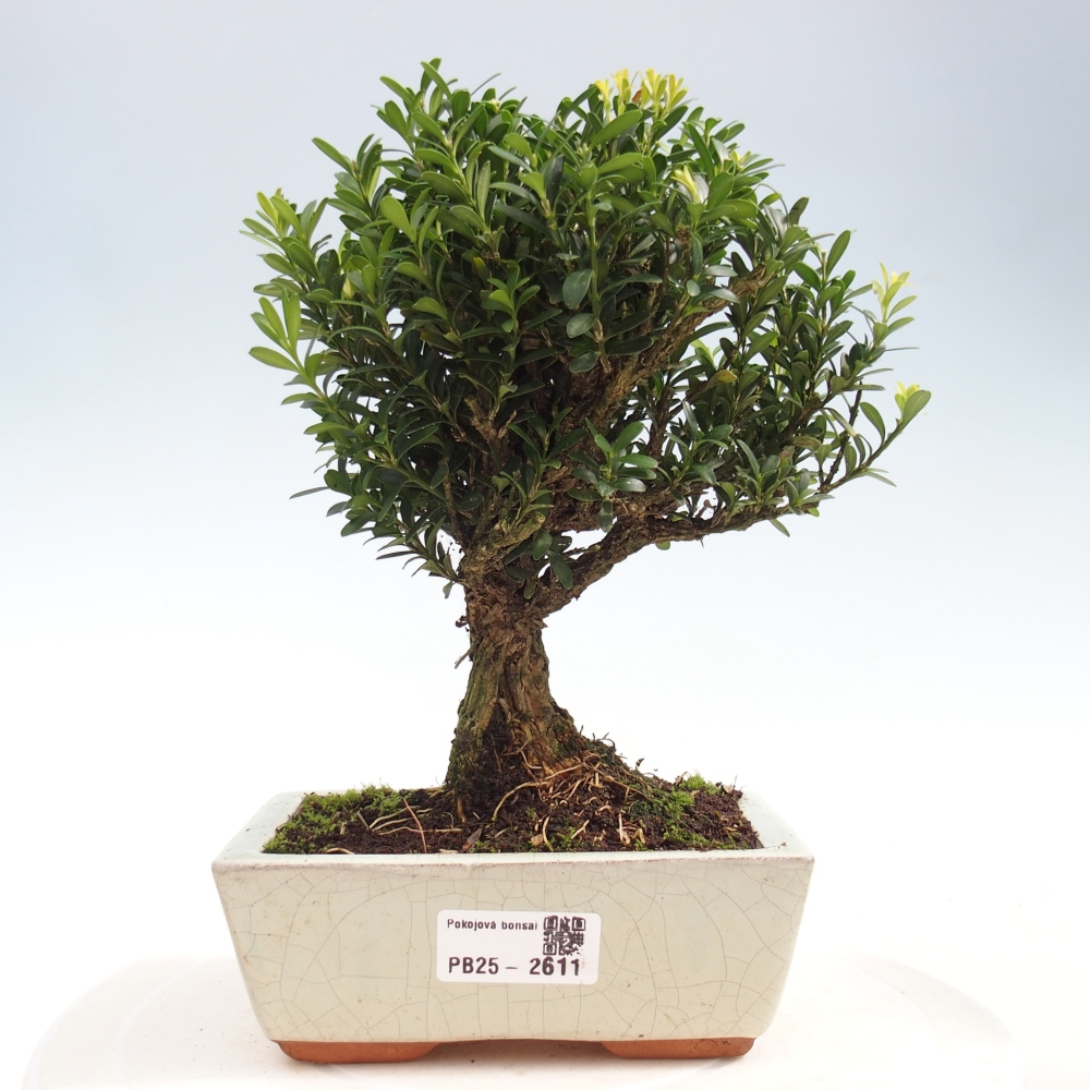 Room Bonsai - Buxus harlandii - Cork boxwood